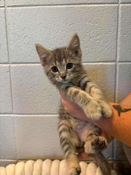 Toad, Adoptable, Kitten Male Domestic Medium Hair & Domestic Short Hair.