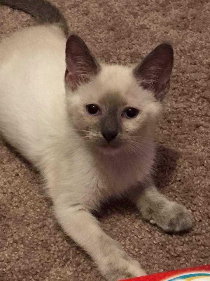 Enlarge Eve, a Adopted mixed breed in catonsville , MD image 1/1