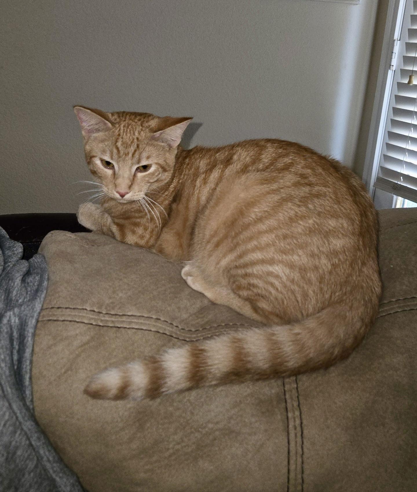 Enlarge Dundee, a Adoptable Domestic Short Hair in Arlington, TX image 1/3