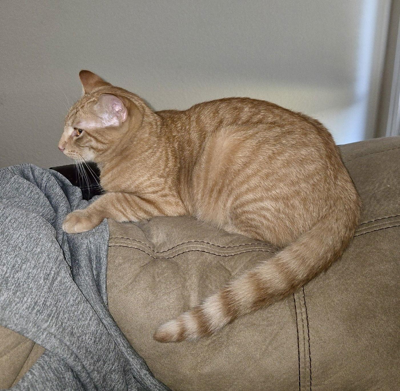 Enlarge Dundee, a Adoptable Domestic Short Hair in Arlington, TX image 2/3