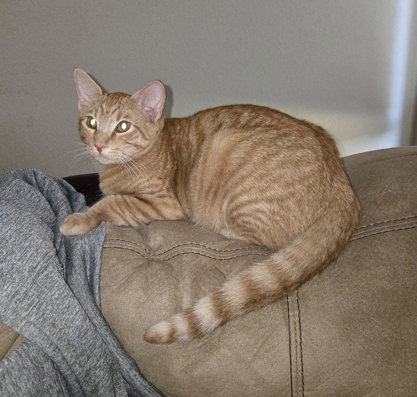 Enlarge Dundee, a Adoptable Domestic Short Hair in Arlington, TX image 3/3