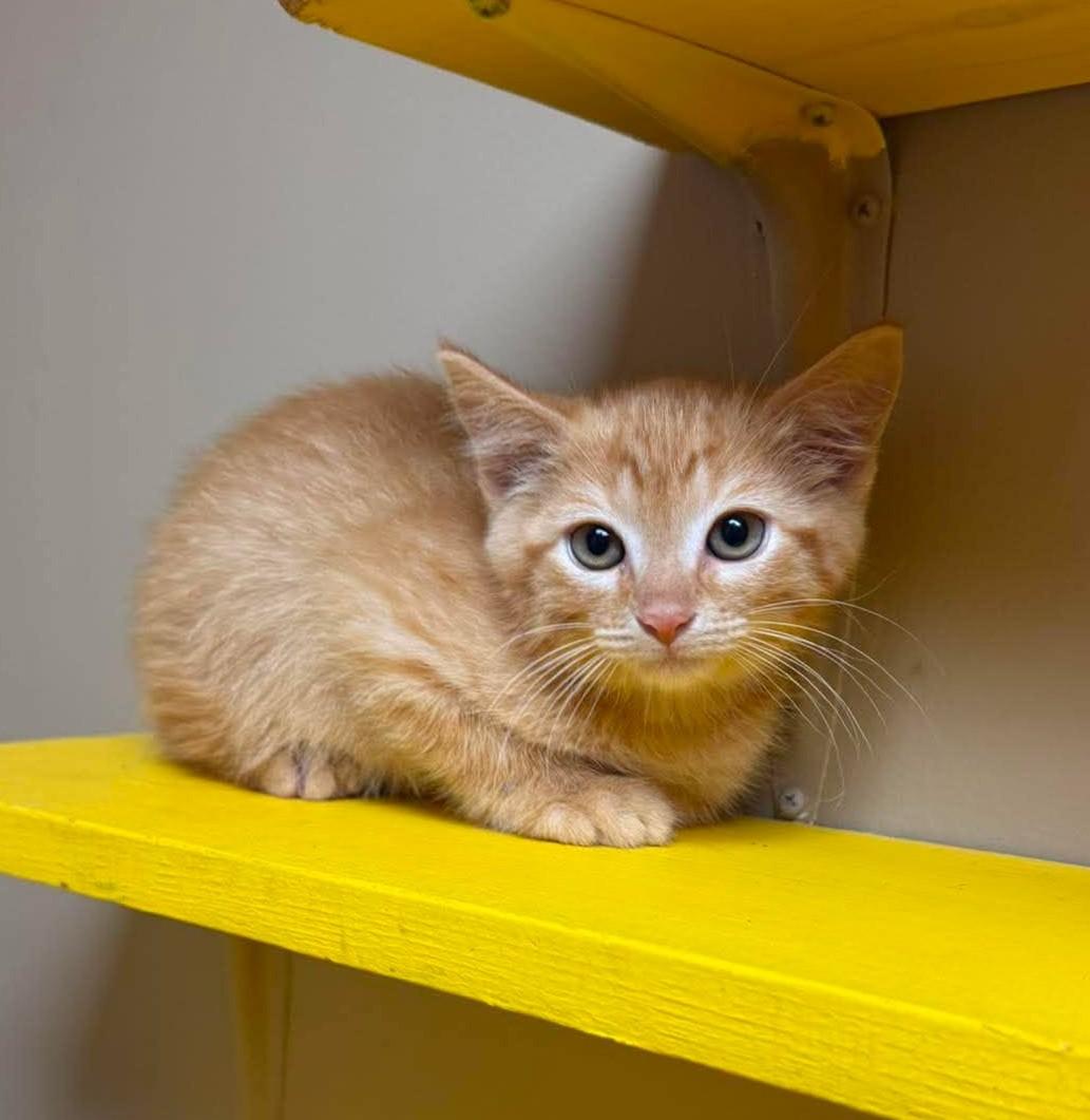 Angelica, adopted, Kitten Female Domestic Short Hair.