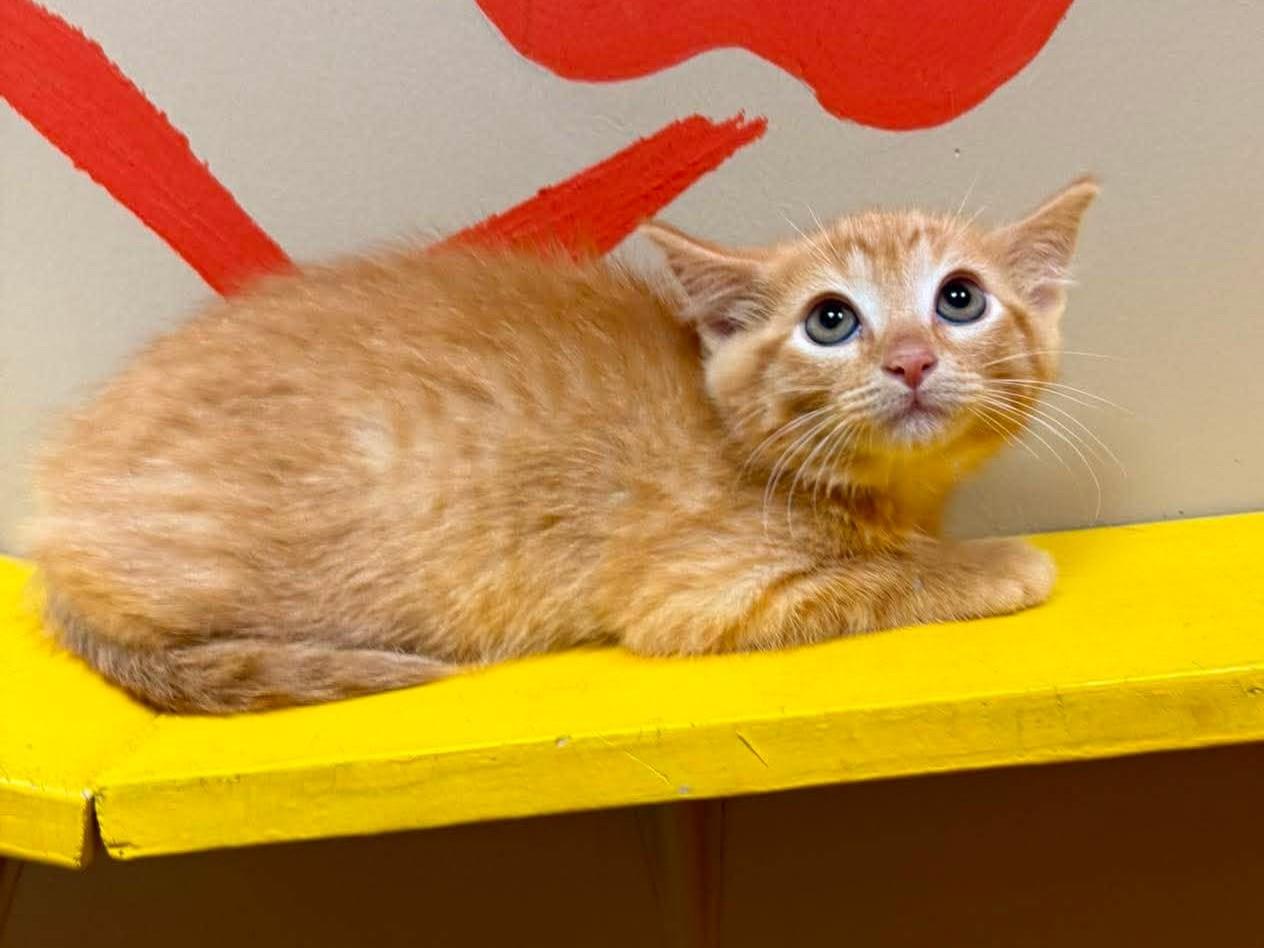Angelica, an adopted mixed breed in Maryville, MO image 2/2