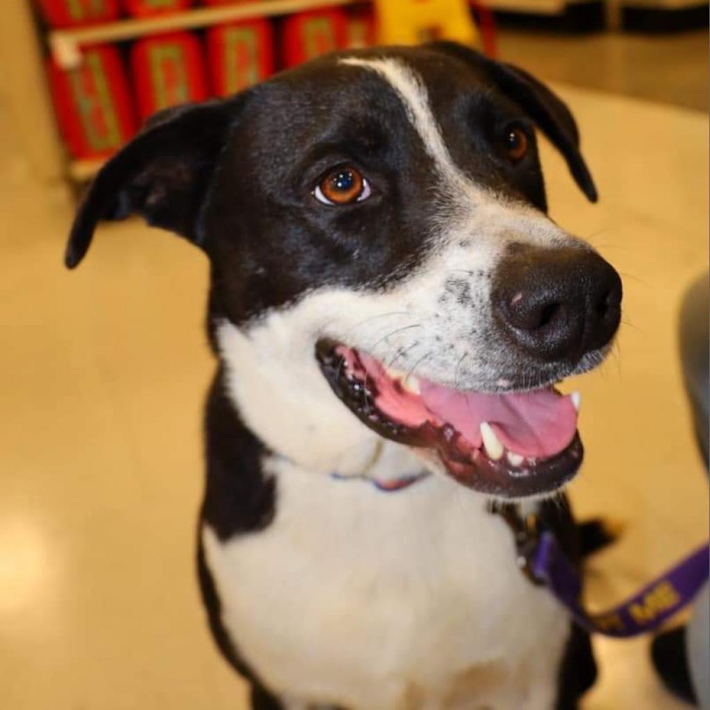 Enlarge Bobby JuM, a Adoptable mixed breed in Austin, TX image 1/6