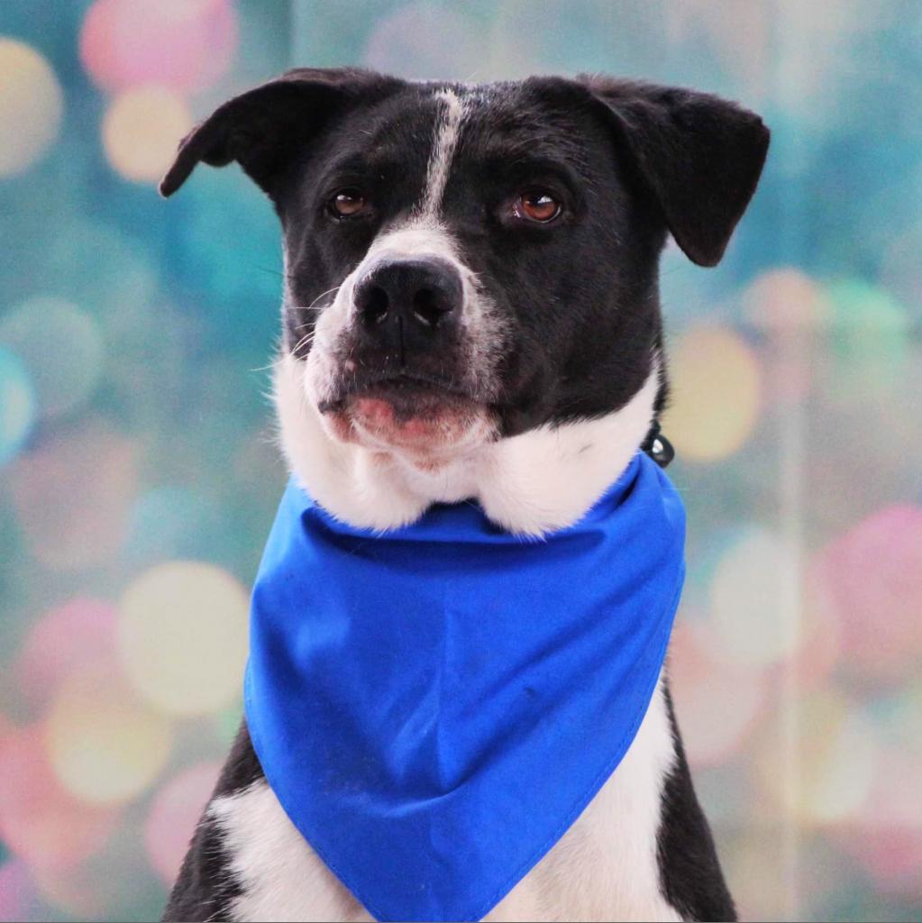 Bobby JuM, a Adoptable mixed breed in Austin, TX image 1/6