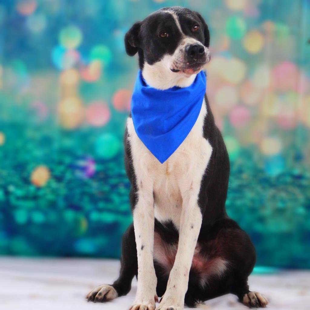 Enlarge Bobby JuM, a Adoptable mixed breed in Austin, TX image 2/6