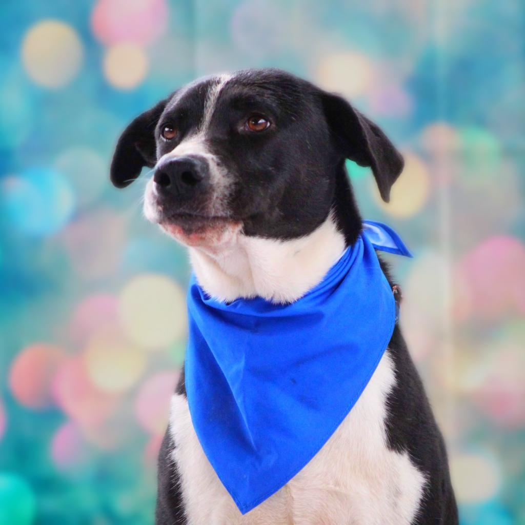Bobby JuM, a Adoptable mixed breed in Austin, TX image 4/6