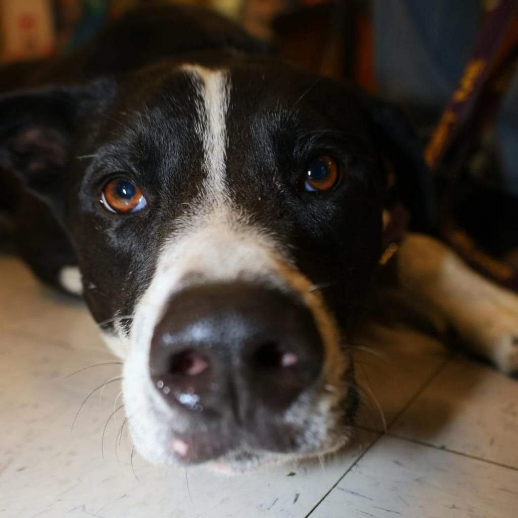 Enlarge Bobby JuM, a Adoptable mixed breed in Austin, TX image 3/6