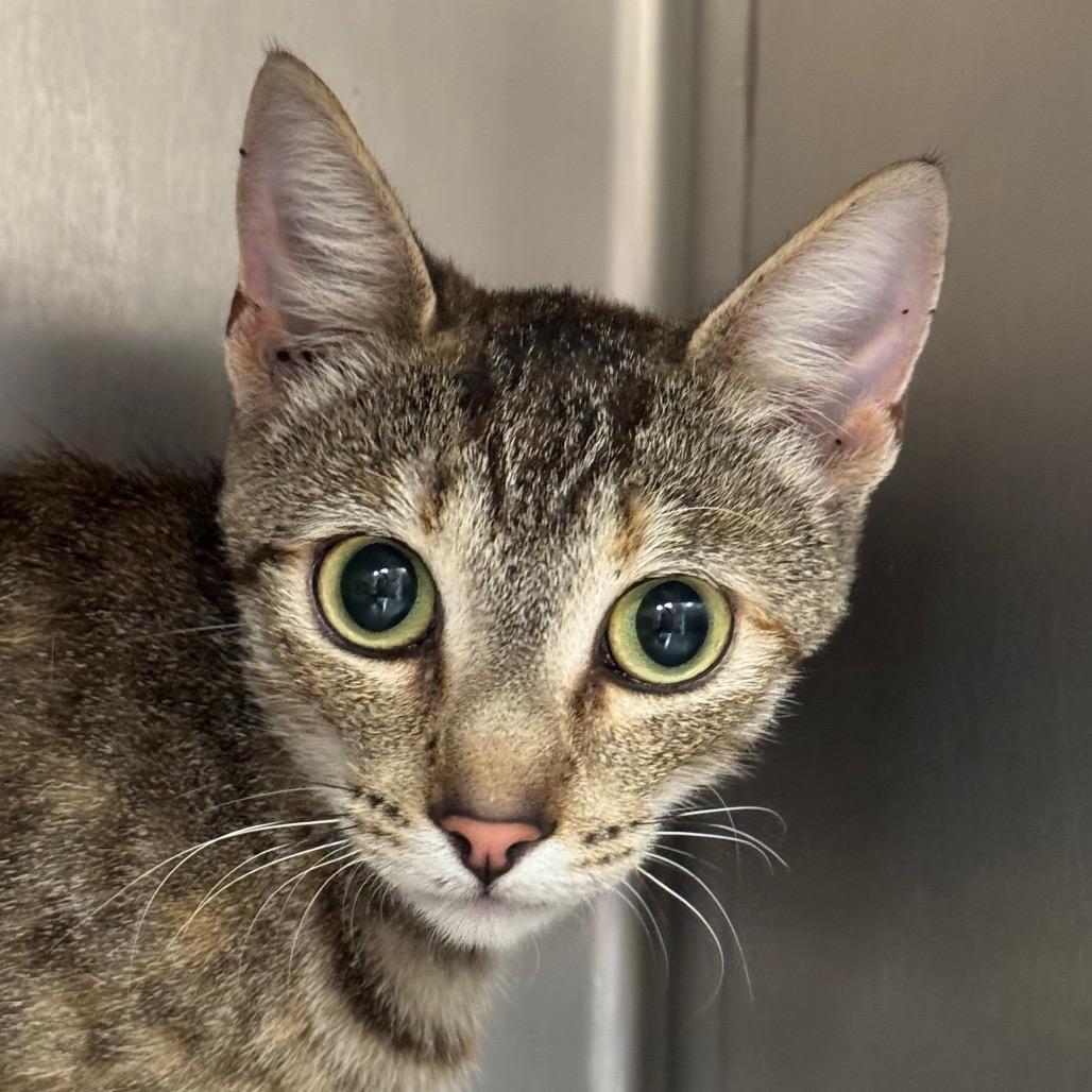 Enlarge Kate, a Adoptable Domestic Short Hair in Santa Barbara, CA image 1/1