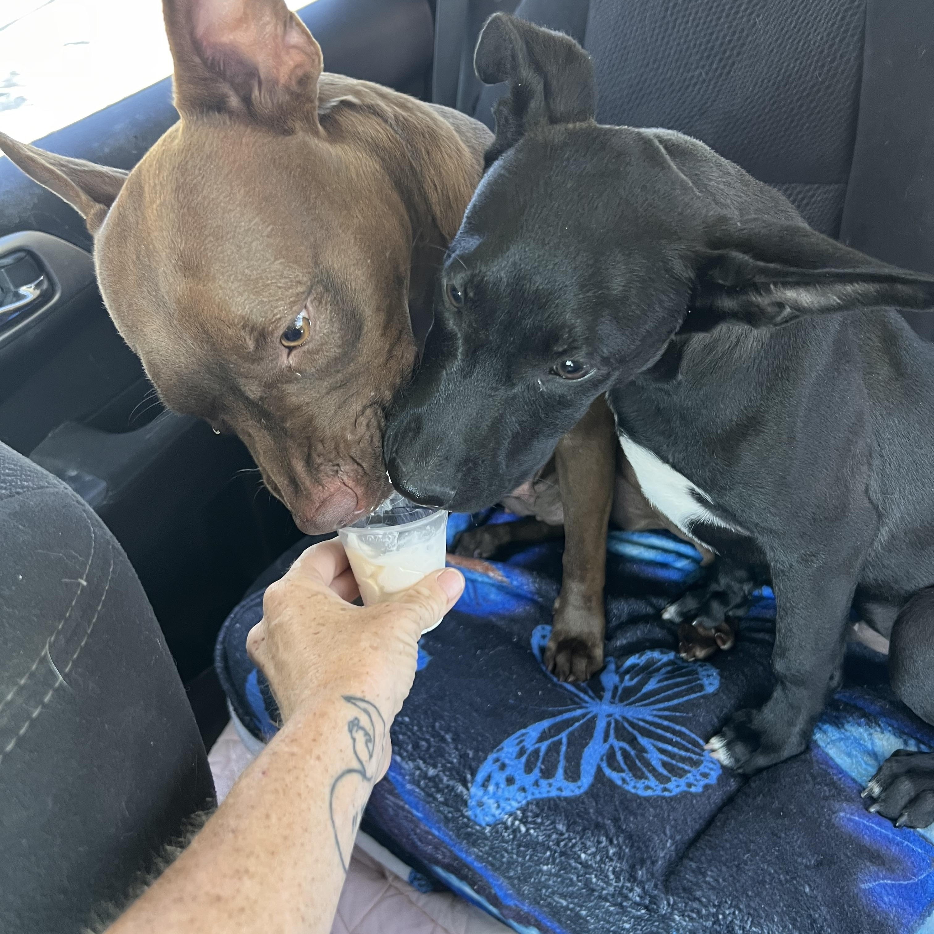 Enlarge Godiva, a Adoptable mixed breed in Los Angeles, CA image 5/6