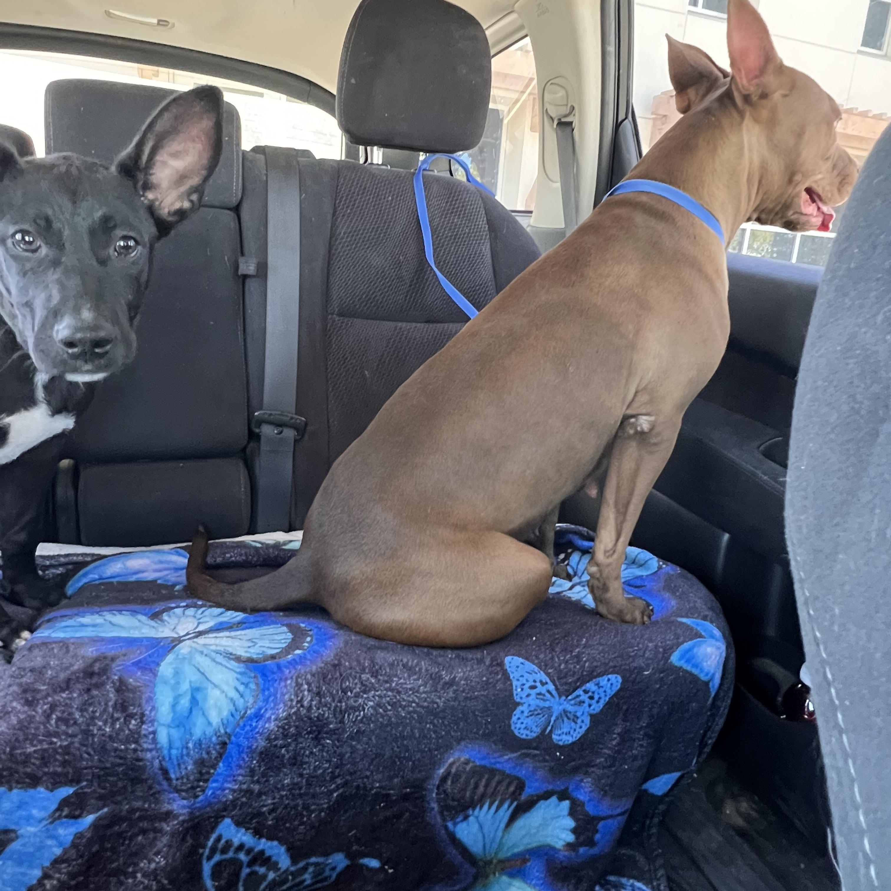 Enlarge Godiva, a Adoptable mixed breed in Los Angeles, CA image 6/6