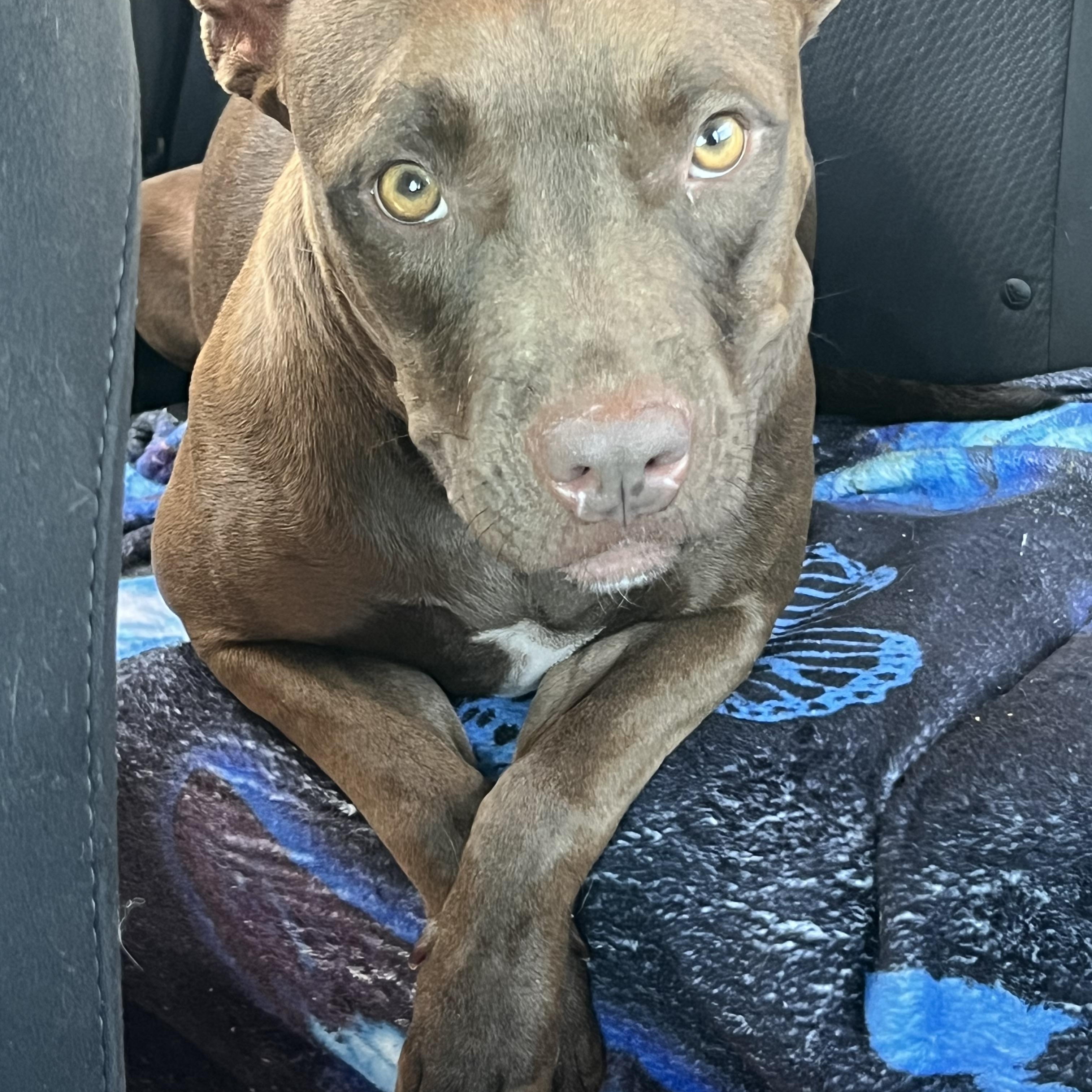 Enlarge Godiva, a Adoptable mixed breed in Los Angeles, CA image 1/6