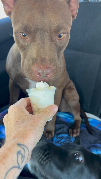 Enlarge Godiva, a Adoptable mixed breed in Los Angeles, CA video 3/6