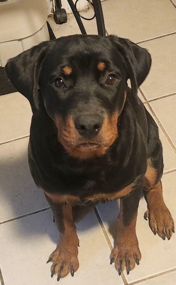 Sweetie, Adopted, Young Female Rottweiler.