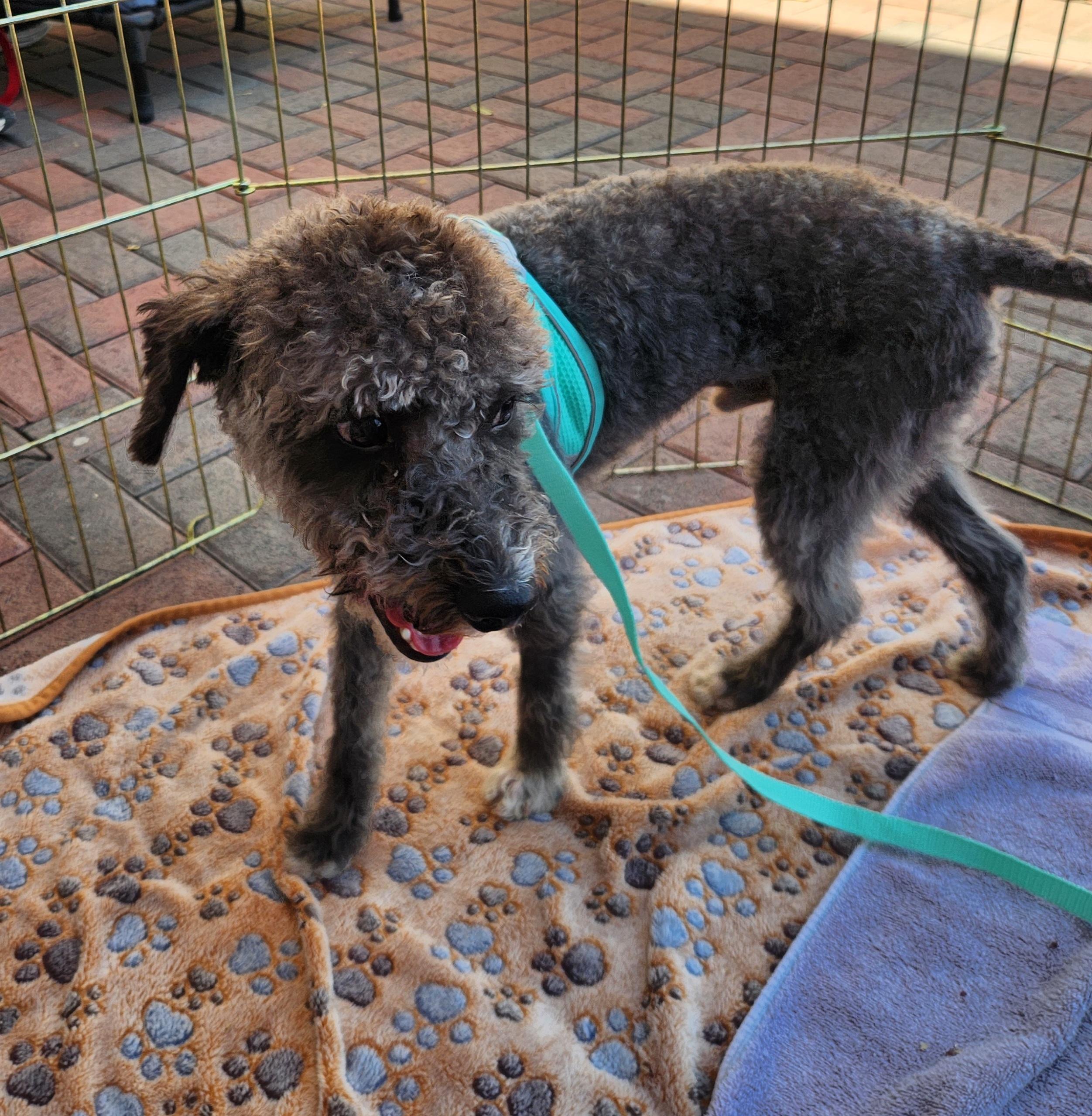 Enlarge BRUNO, an adopted mixed breed in Las Vegas, NV image 2/2