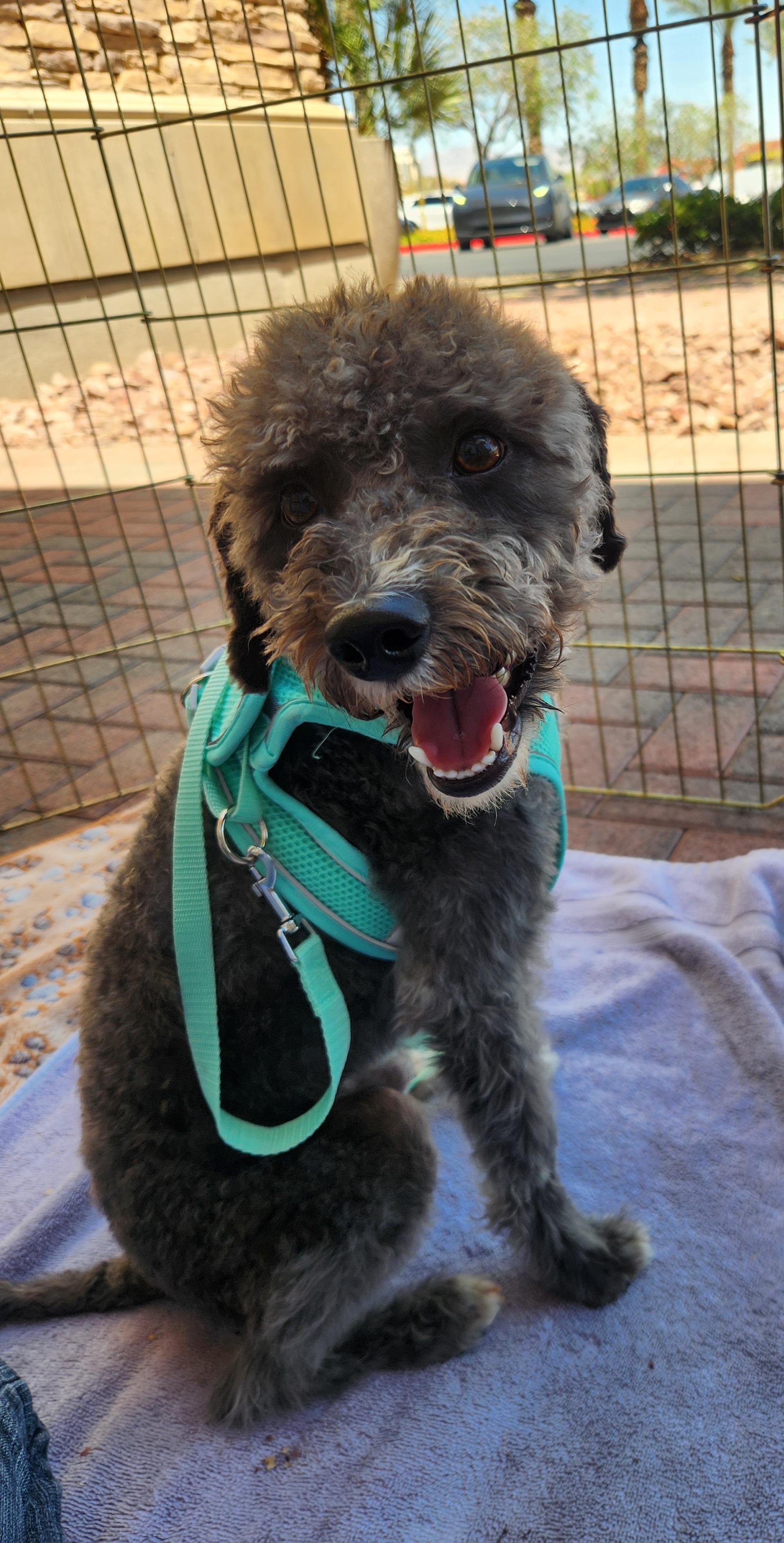 Enlarge BRUNO, an adopted mixed breed in Las Vegas, NV image 1/2