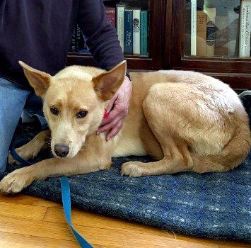 Thomas, an adoptable mixed breed in Bedford Hills, NY image 1/6