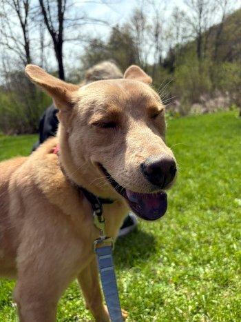 Enlarge Thomas, a ADOPTABLE mixed breed in Bedford Hills, NY image 2/4