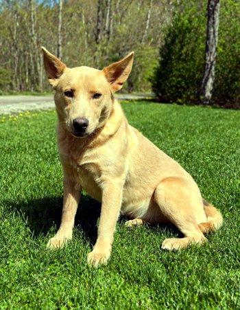 Thomas, ADOPTABLE, Young Male Spitz & Cattle Dog.