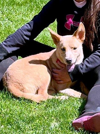 Enlarge Thomas, a ADOPTABLE mixed breed in Bedford Hills, NY image 3/4