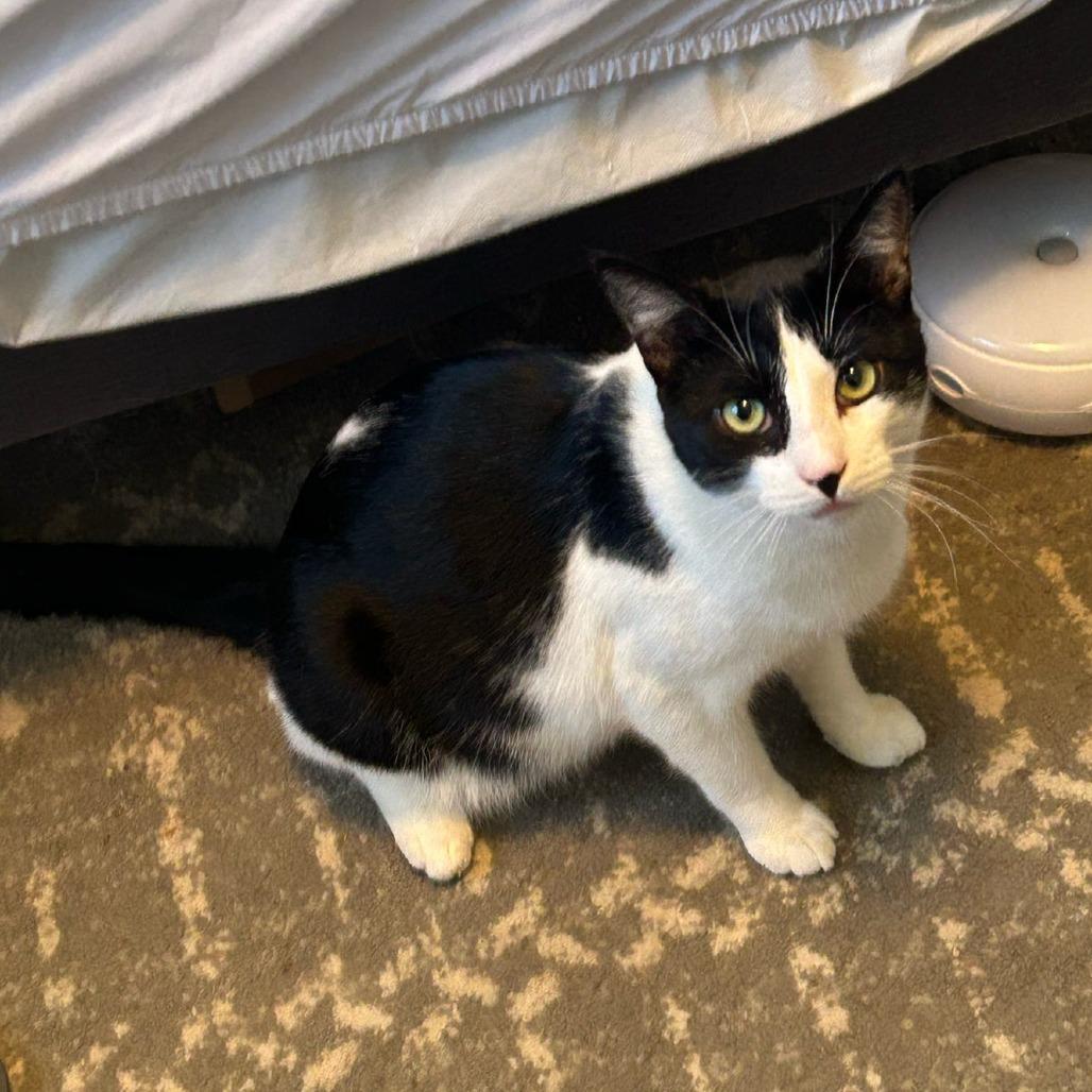 Enlarge Arthur, a Adoptable Domestic Short Hair in Long Beach, CA image 1/6