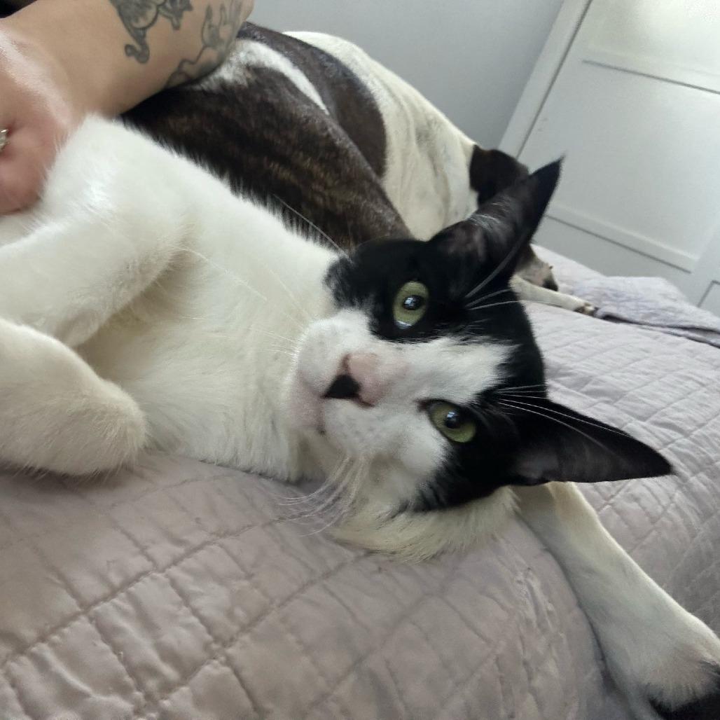 Enlarge Arthur, a Adoptable Domestic Short Hair in Long Beach, CA image 2/6