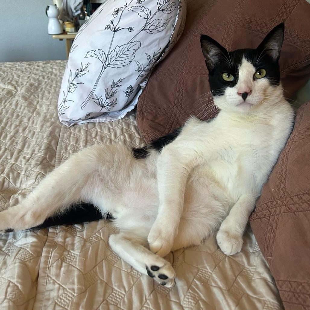 Enlarge Arthur, a Adoptable Domestic Short Hair in Long Beach, CA image 3/6