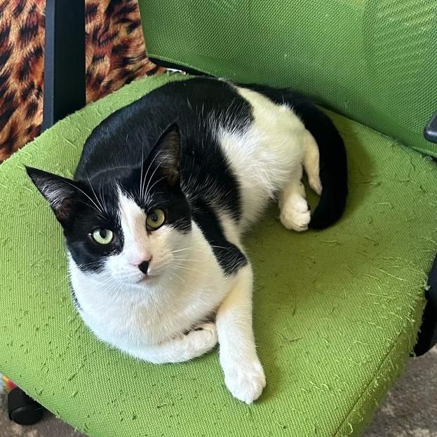 Enlarge Arthur, a Adoptable Domestic Short Hair in Long Beach, CA image 4/6