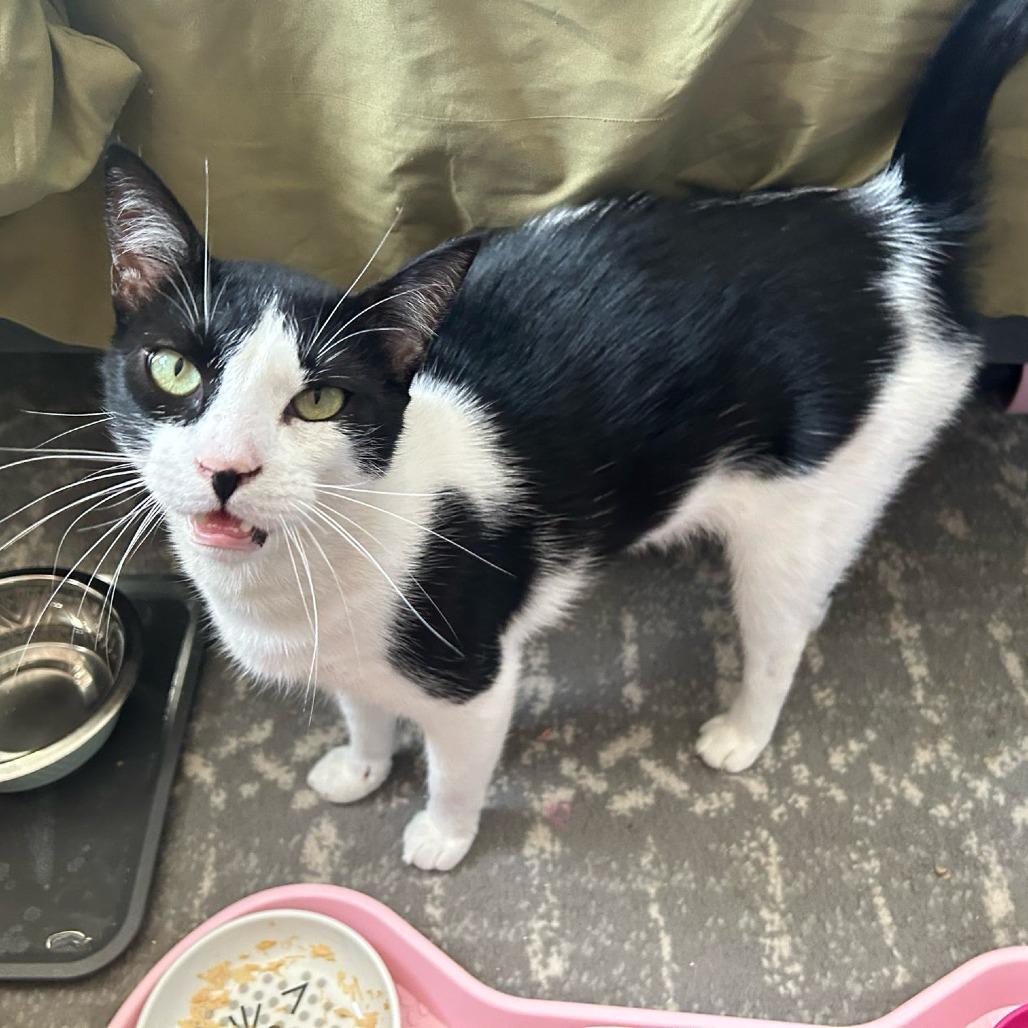 Enlarge Arthur, a Adoptable Domestic Short Hair in Long Beach, CA image 5/6