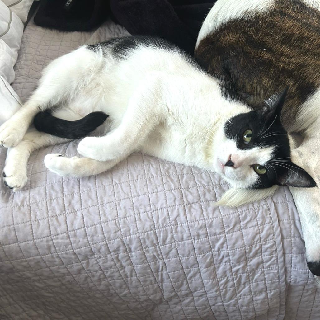 Enlarge Arthur, a Adoptable Domestic Short Hair in Long Beach, CA image 6/6