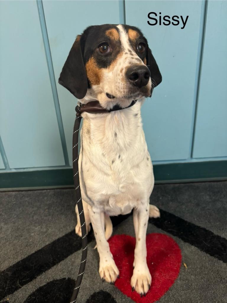 B17 Sissy, Adoptable, Adult Female Beagle & Hound.