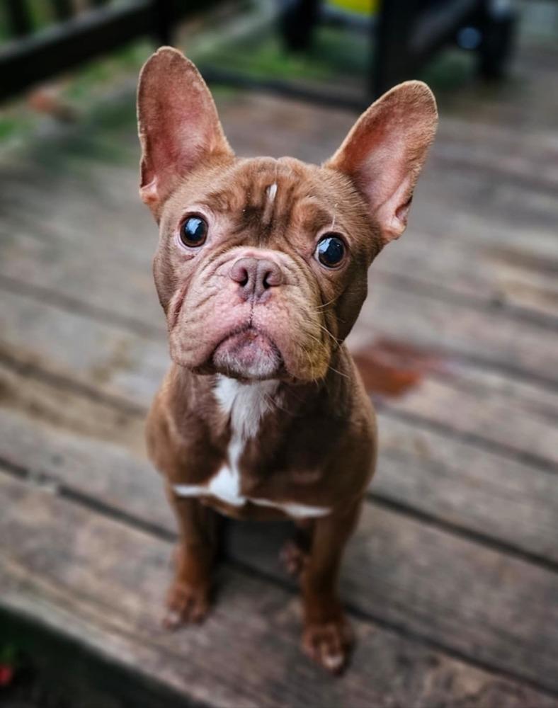 Hugo, Adoptable, Young Male French Bulldog & Boston Terrier.