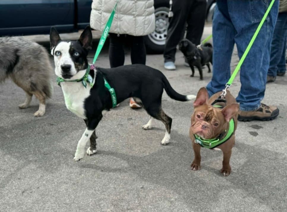 Enlarge Hugo, a Adoptable mixed breed in Saginaw, MI image 2/5