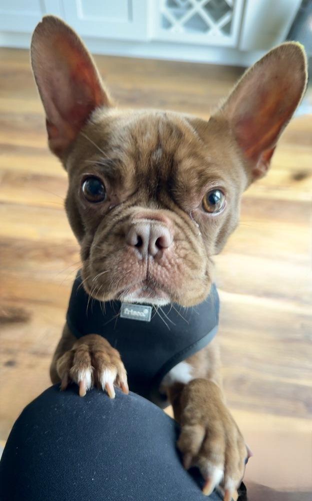 Enlarge Hugo, a Adoptable mixed breed in Saginaw, MI image 3/5