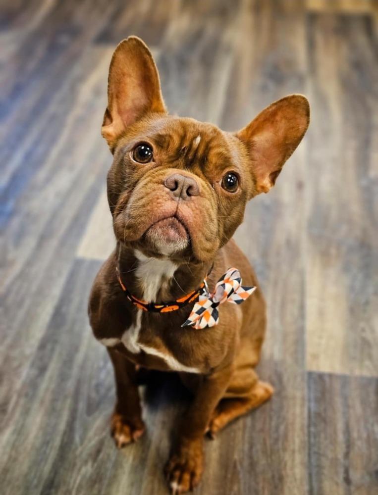 Enlarge Hugo, a Adoptable mixed breed in Saginaw, MI image 4/5