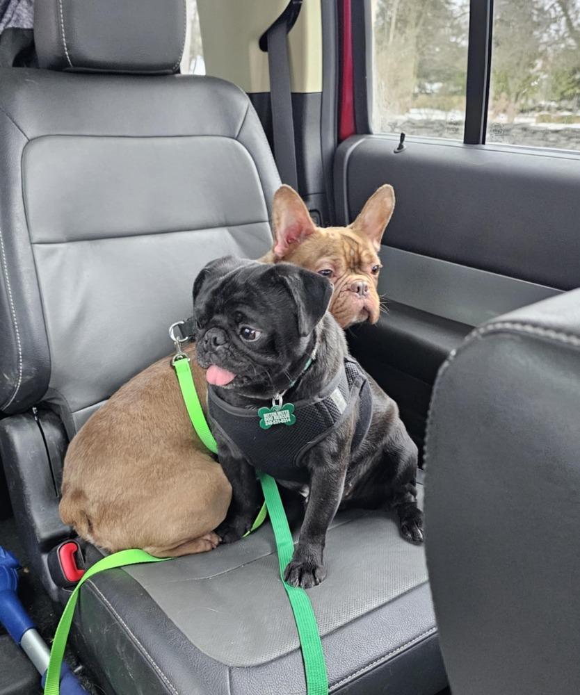 Enlarge Hugo, a Adoptable mixed breed in Saginaw, MI image 5/5