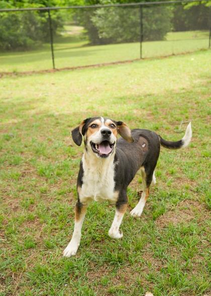 Fred 62850, a Adoptable mixed breed in Aiken, SC image 2/3