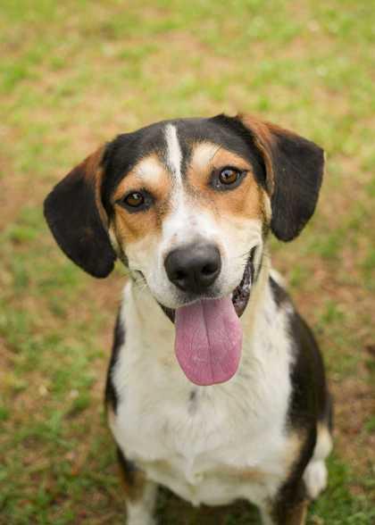 Fred 62850, Adoptable, Adult Male Mixed Breed & Mixed Breed.