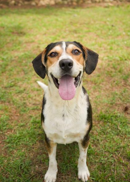 Fred 62850, a Adoptable mixed breed in Aiken, SC image 3/3