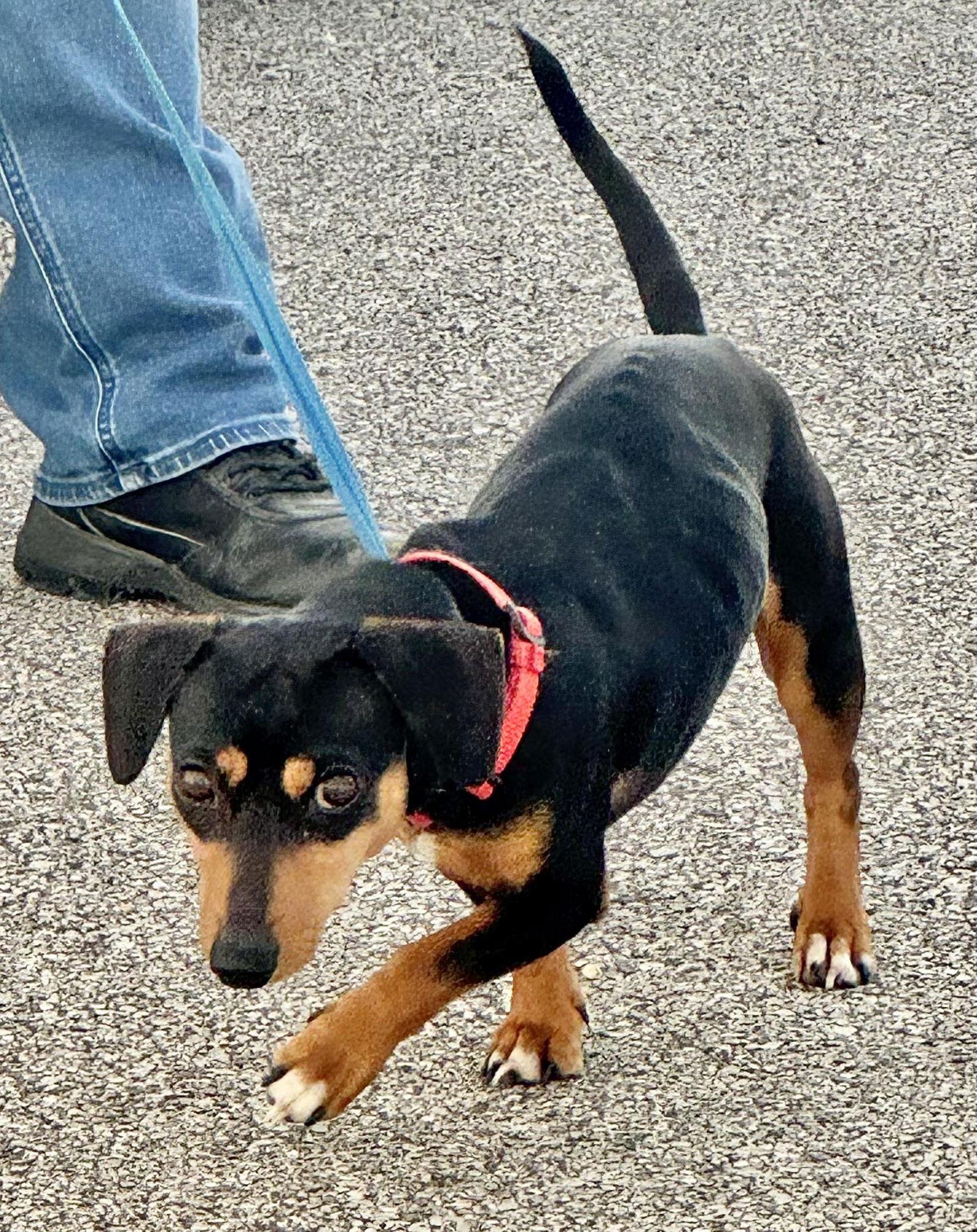 Chico (courtesy post), a Adoptable mixed breed in Pittsburgh, PA image 1/3