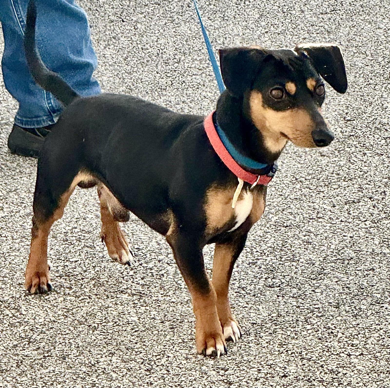 Chico (courtesy post), a Adoptable mixed breed in Pittsburgh, PA image 2/3