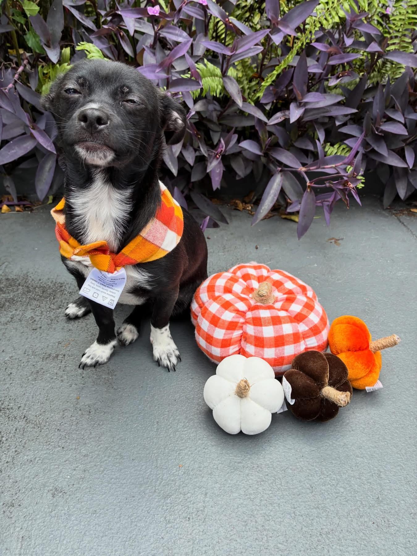 Enlarge Remi, a ADOPTABLE mixed breed in Pompano Beach, FL image 2/2