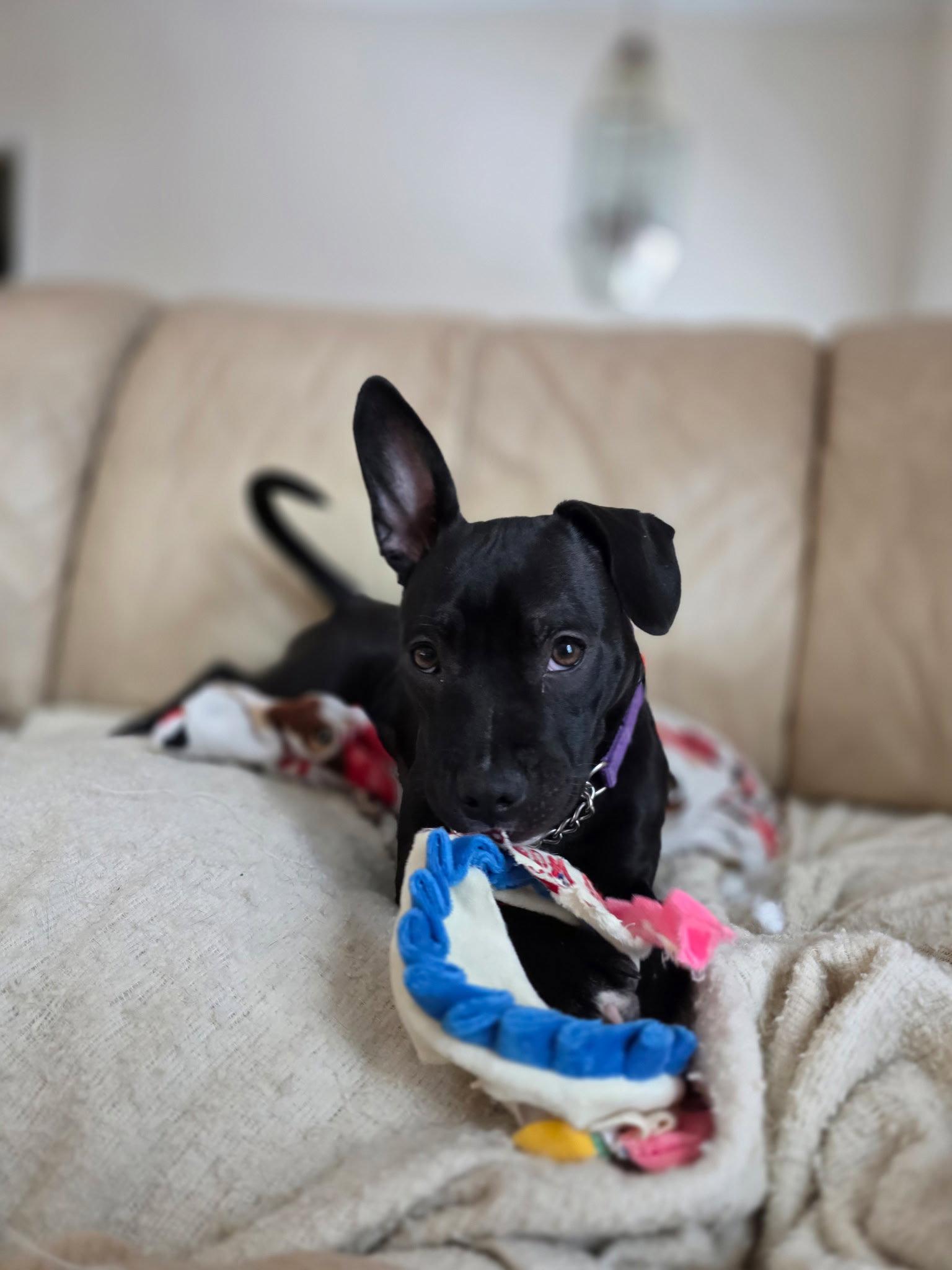 Enlarge Tasha, a Adopted Pit Bull Terrier in Nashville, TN image 1/3