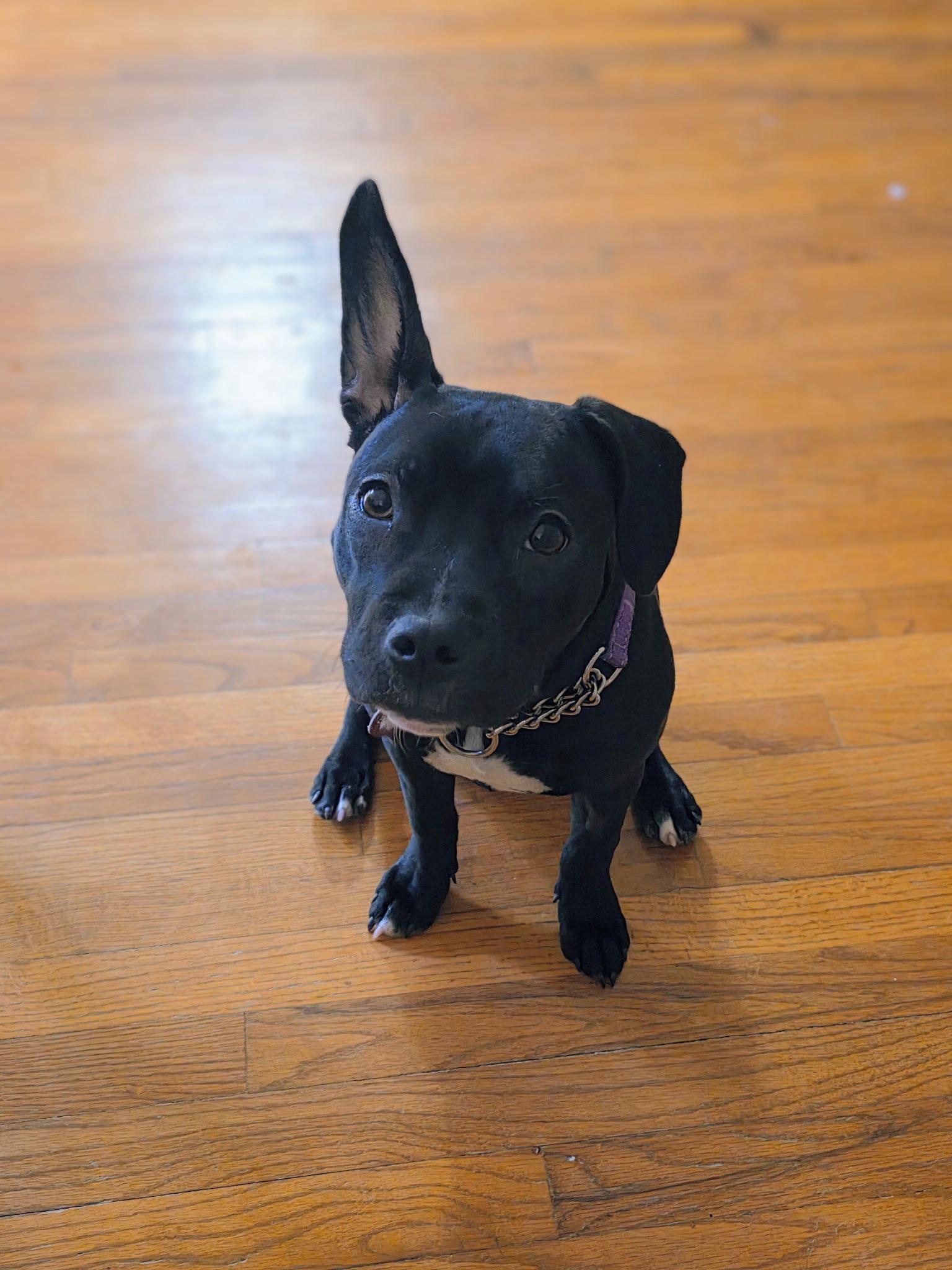 Enlarge Tasha, a Adopted Pit Bull Terrier in Nashville, TN image 2/3