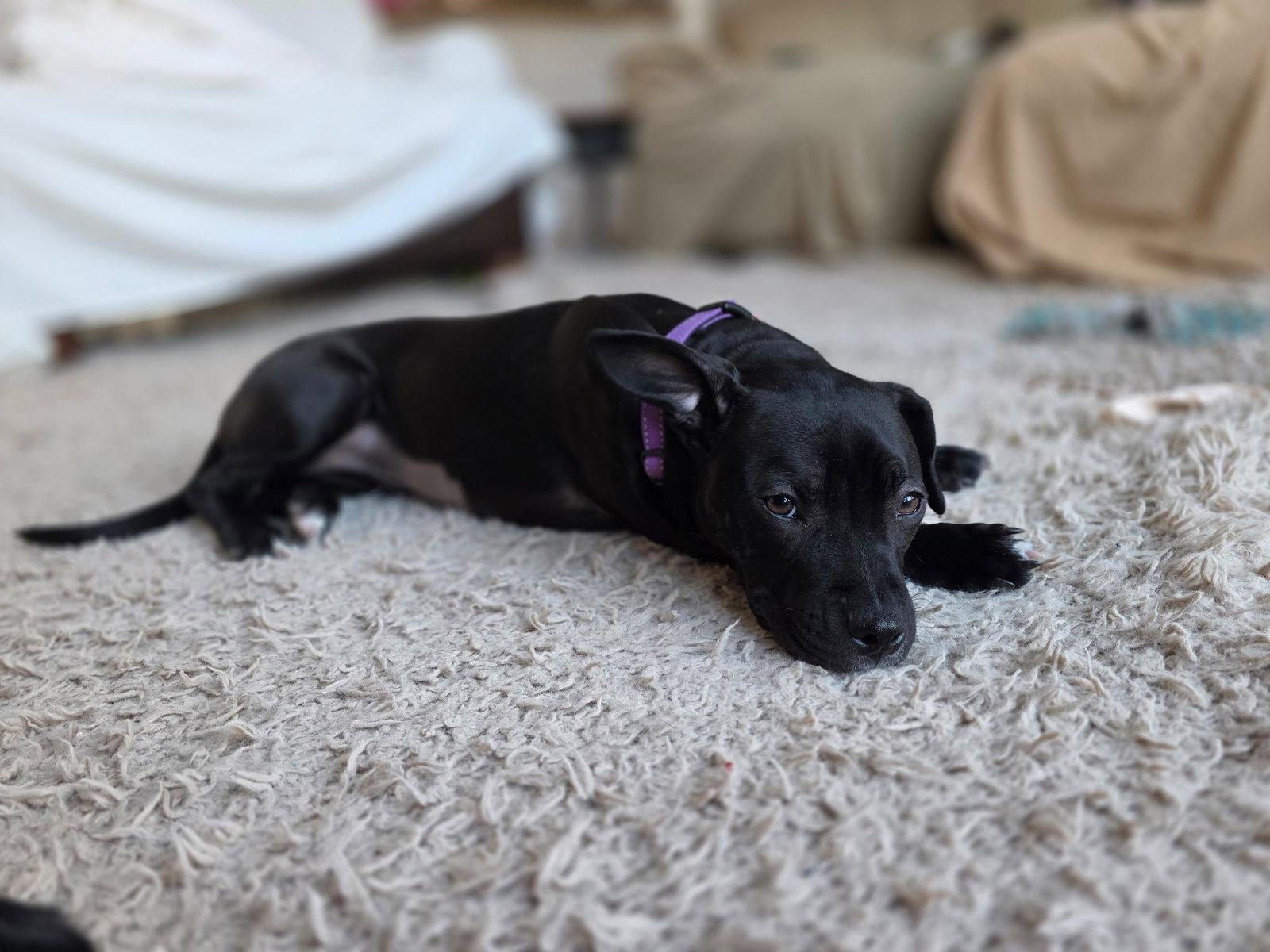 Enlarge Tasha, a Adopted Pit Bull Terrier in Nashville, TN image 3/3