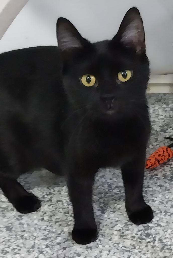 Enlarge Misty Onyx * IN FOSTER *, a Adoptable mixed breed in South Bend, IN image 1/2