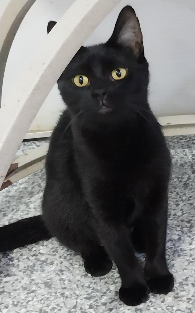 Enlarge Misty Onyx * IN FOSTER *, a Adoptable mixed breed in South Bend, IN image 2/2
