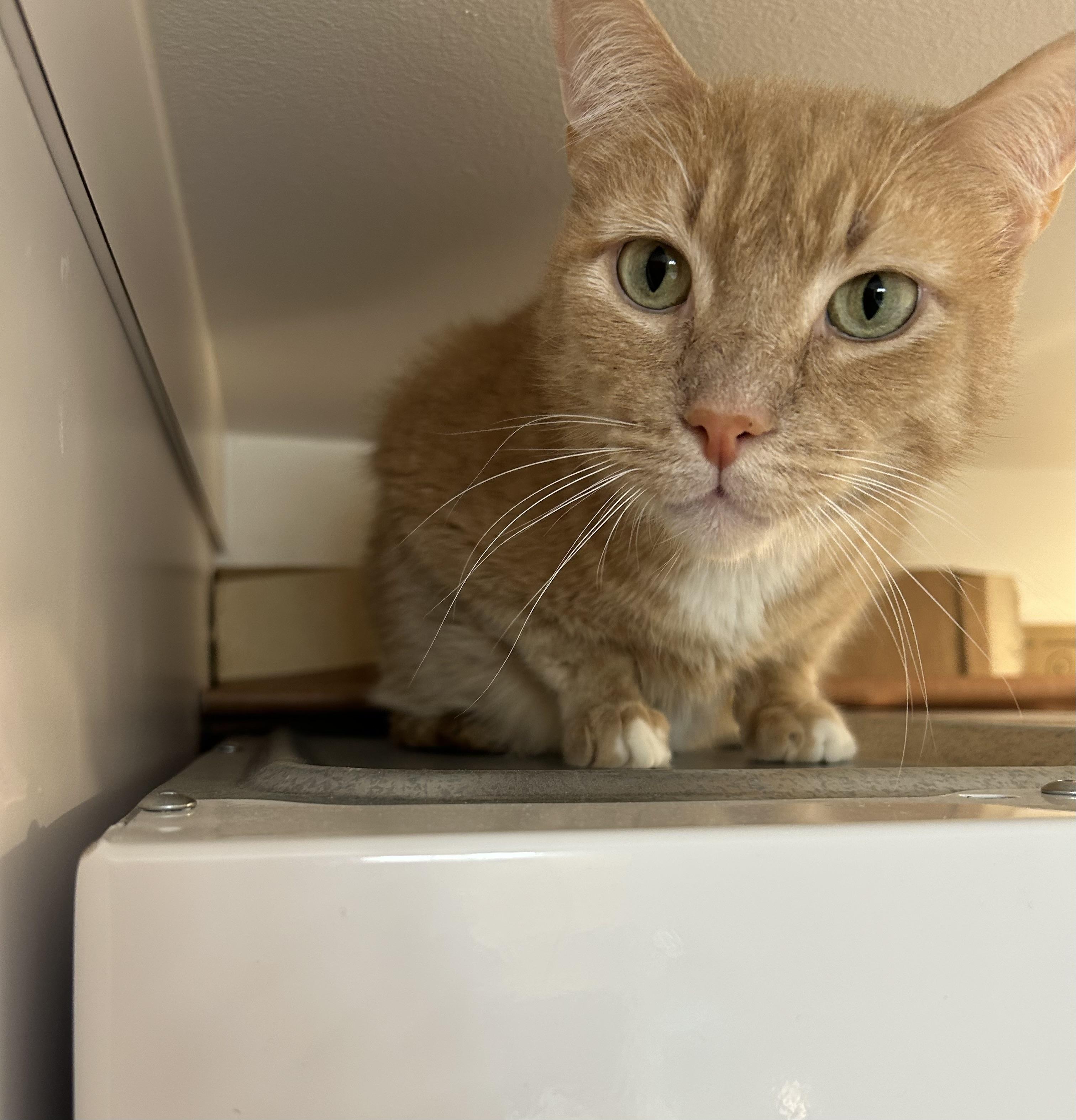 Enlarge Scooby Doo, an adopted Domestic Short Hair in Farmington Hills, MI image 3/4