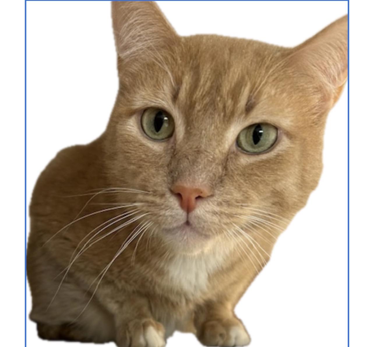 Enlarge Scooby Doo, an adopted Domestic Short Hair in Farmington Hills, MI image 1/4