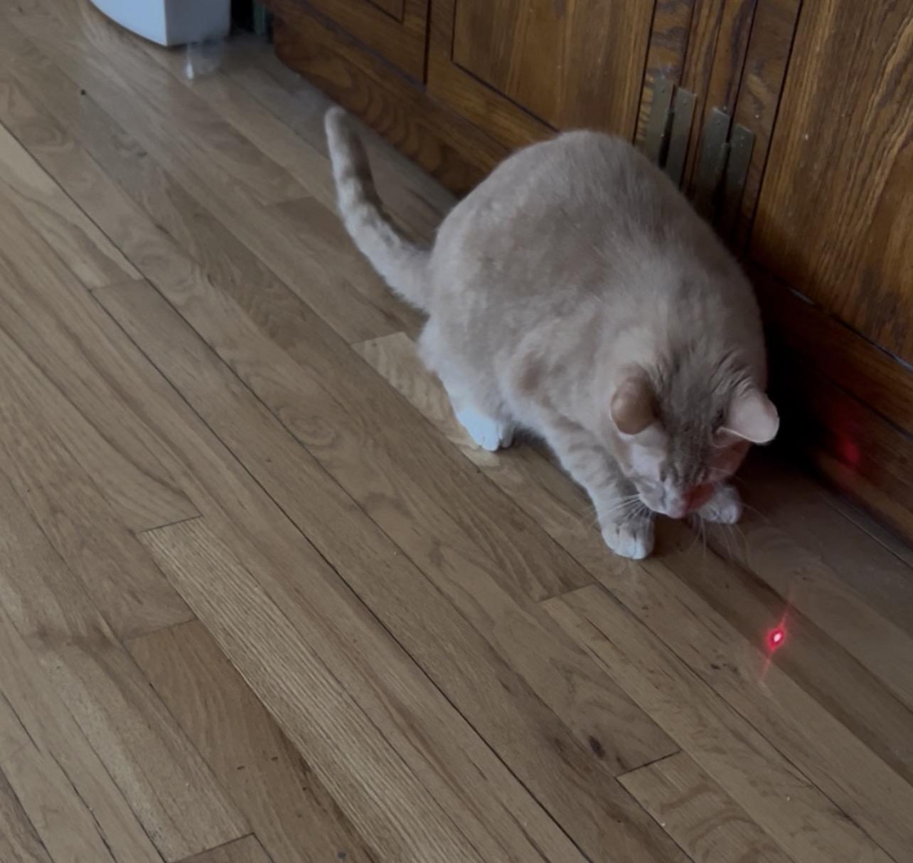 Enlarge Scooby Doo, an adopted Domestic Short Hair in Farmington Hills, MI image 2/4